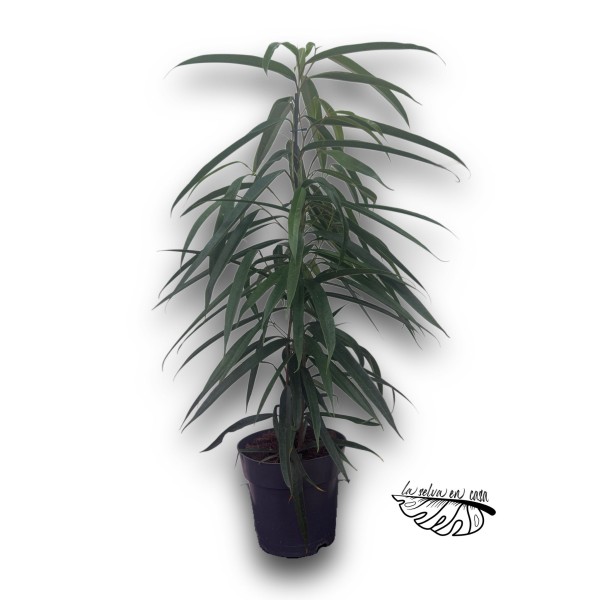 Ficus binnendijkii ‘Alii’