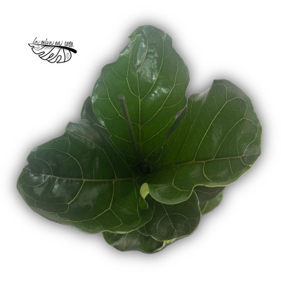 Ficus lyrata (Ficus lira / Higuera de hoja de violín) 2