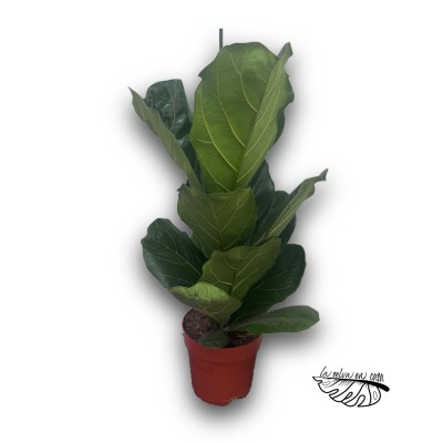 Ficus lyrata (Ficus lira / Higuera de hoja de violín)