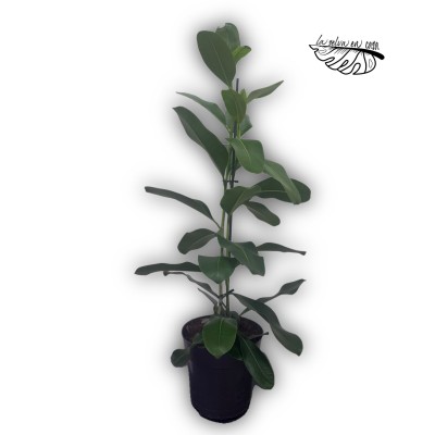 Ficus microcarpa ‘Smile’ XLARGE