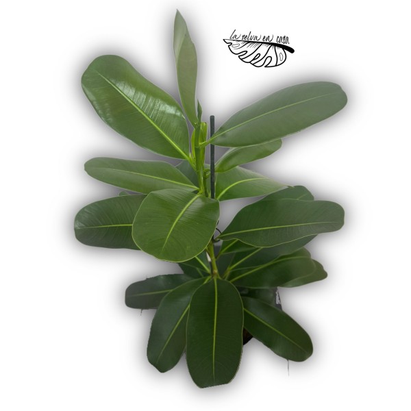 Ficus microcarpa ‘Smile’ XLARGE