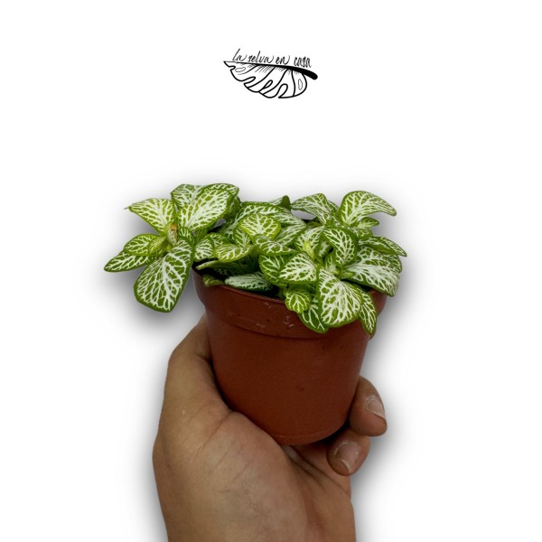 Fittonia ‘Mosaic Lemon’