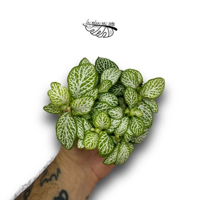 Fittonia ‘Mosaic Lemon’ 2