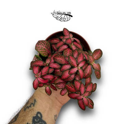 Fittonia 2