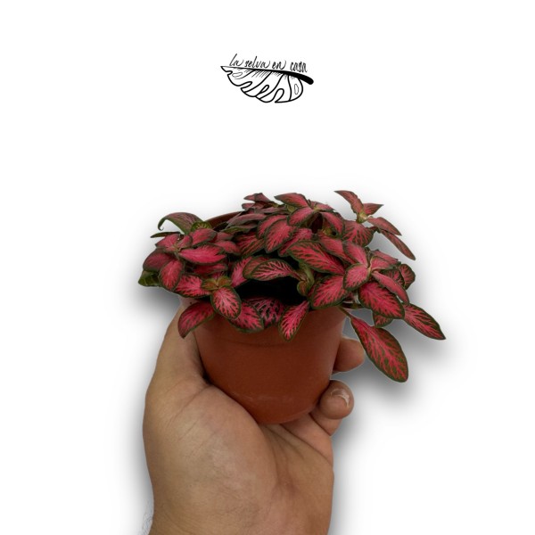 Fittonia