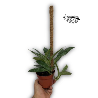 Rhaphidophora sp. Variegata LARGE 2