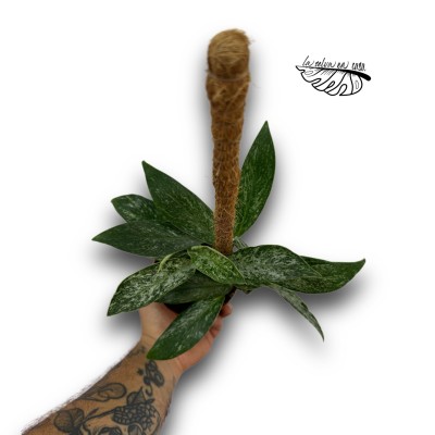 Rhaphidophora sp. Variegata LARGE