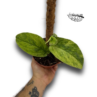 Rhaphidophora korthalsii marble aurea LARGE 2