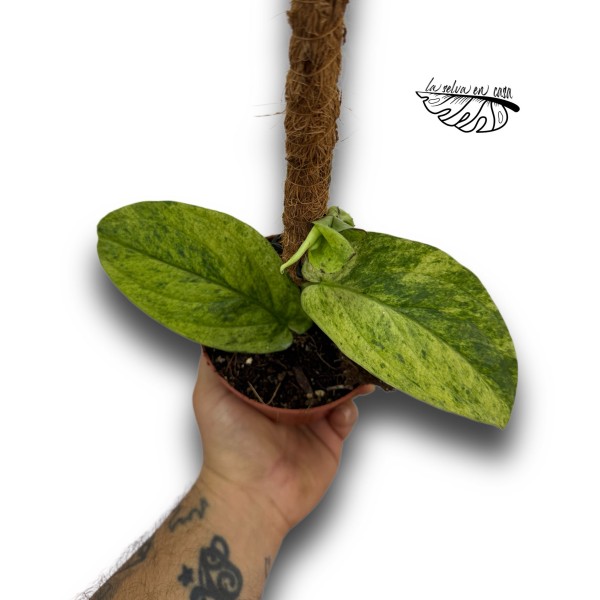 Rhaphidophora korthalsii marble aurea LARGE