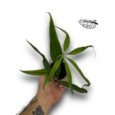Anthurium eminens 2
