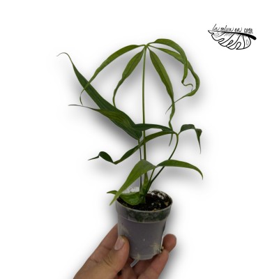 Anthurium eminens