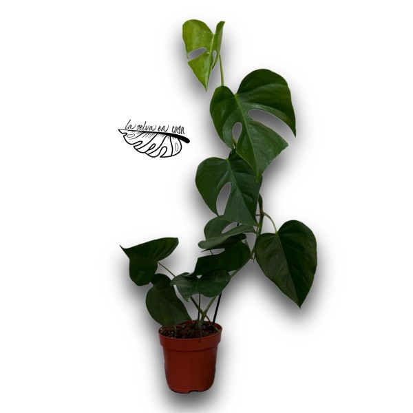 Monstera ‘Sierrana’ LARGE