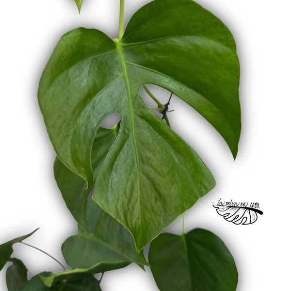 Monstera ‘Sierrana’ LARGE