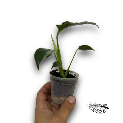 Monstera deliciosa ‘Bulbasaur’ 2