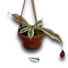 Nepenthes ‘Viking x ampullaria variegata’