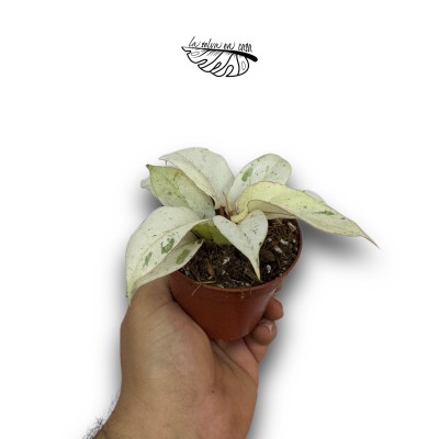 Philodendron Snowdrift