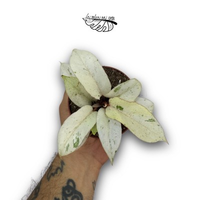 Philodendron Snowdrift 2