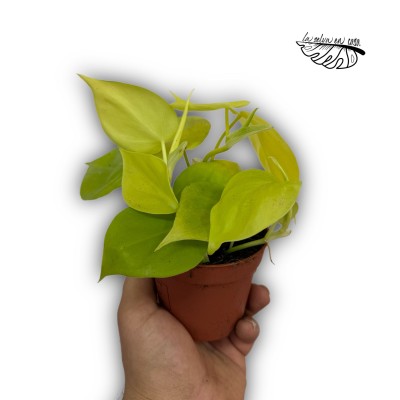 Philodendron  'Neón'