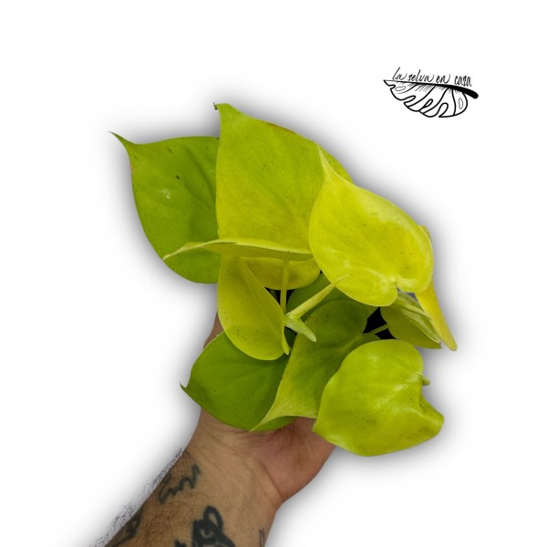 Philodendron  'Neón'