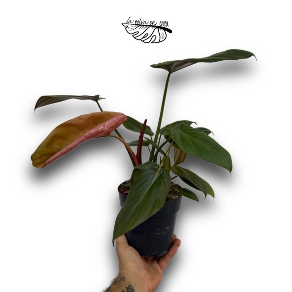 Philodendron Summer Glory