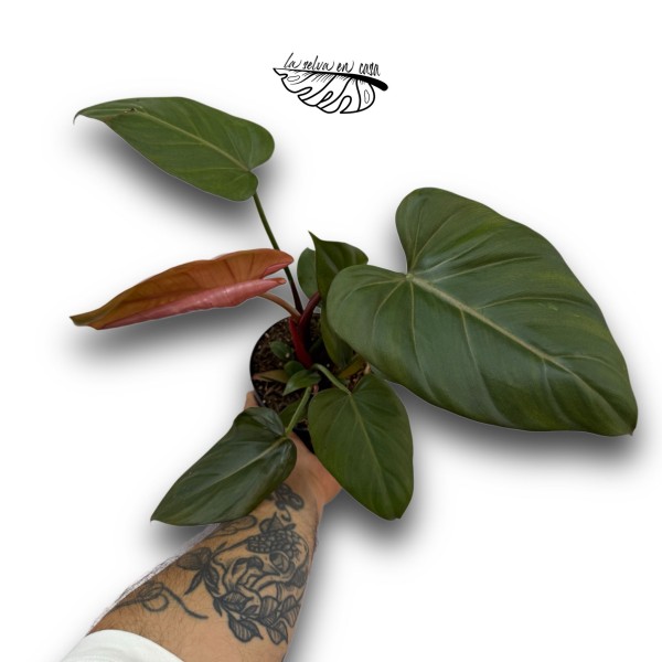 Philodendron Summer Glory