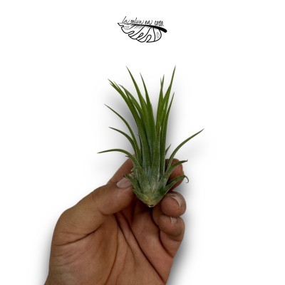 Tillandsia ionantha var. ionantha 2
