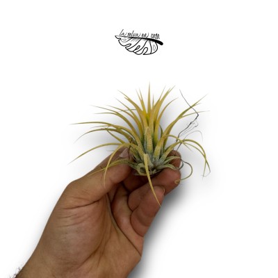 Tillandsia ionantha var. ionantha