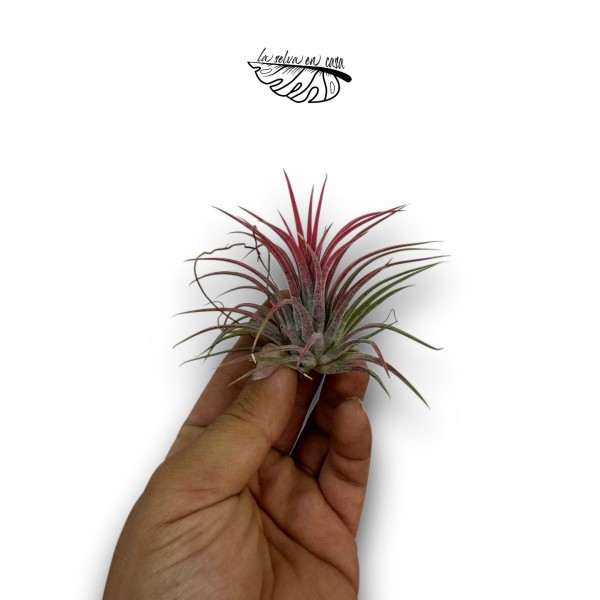 Tillandsia ionantha var. ionantha