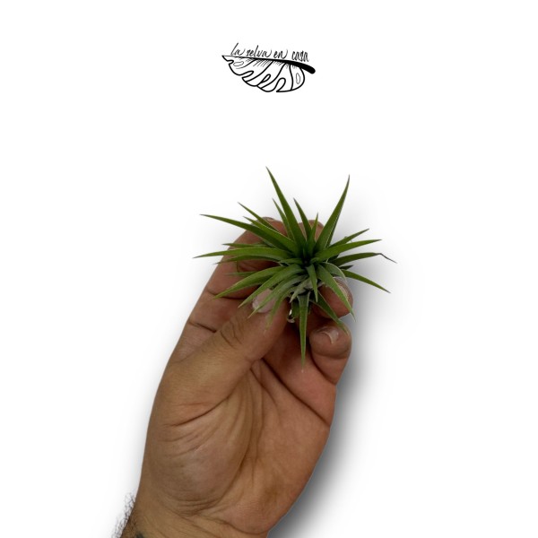 Tillandsia ionantha var. ionantha