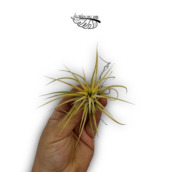 Tillandsia ionantha var. ionantha