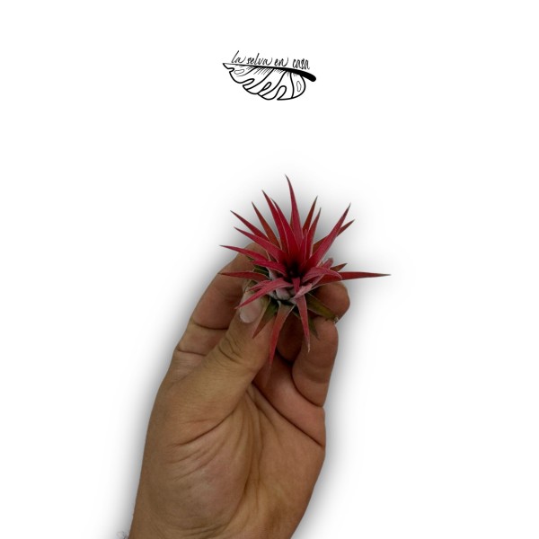 Tillandsia ionantha var. ionantha