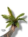 Philodendron 'Narrow' "Ring of Fire"