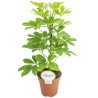 Schefflera arboricola ‘Nora’
