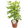Schefflera arboricola ‘Gerda’