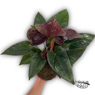 Kokedama Anthurium andraeanum ‘Black Love’ LARGE 2