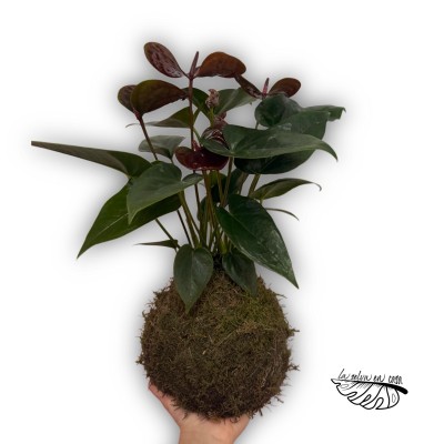 Kokedama Anthurium andraeanum ‘Black Love’ LARGE