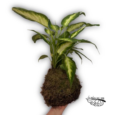 Kokedama de Dieffenbachia