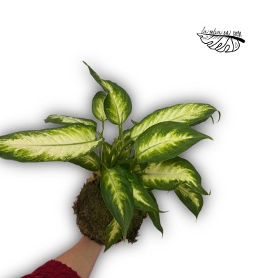 Kokedama de Dieffenbachia 2