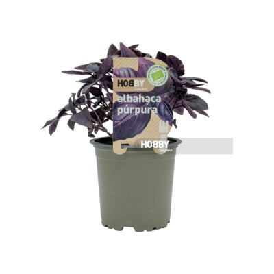 Albahaca púrpura, Ocimum basilicum var. Purpurascens. 2