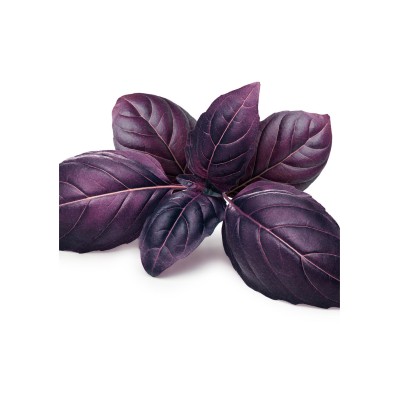 Albahaca púrpura, Ocimum basilicum var. Purpurascens.