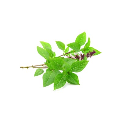 Albahaca regaliz, Ocimum basilicum.