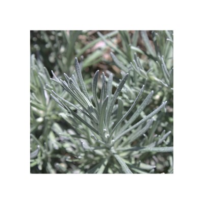 Curry, Helichrysum angustifolium.