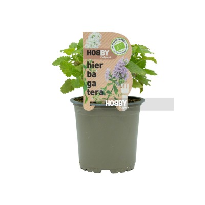 Hierba gatera, Nepeta cataria.