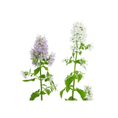 Hierba gatera, Nepeta cataria. 2