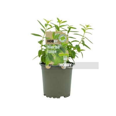 Hierba luisa, Lippia citrodora. 2