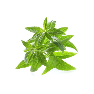 Hierba luisa, Lippia citrodora.