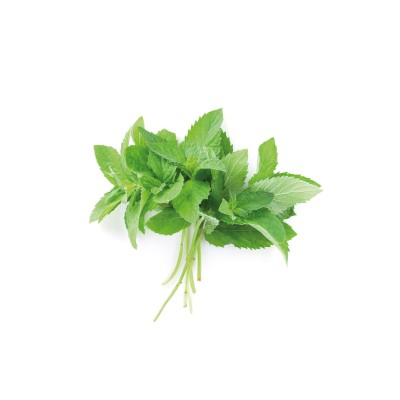 Hierbabuena, Mentha spicata.
