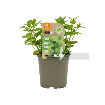 Hierbabuena, Mentha spicata. 2