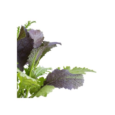 Mostaza mix, Brassica juncea.