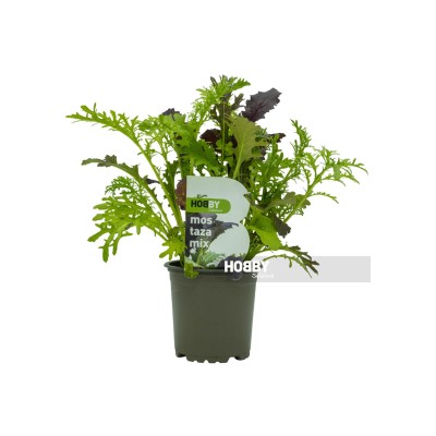 Mostaza mix, Brassica juncea. 2